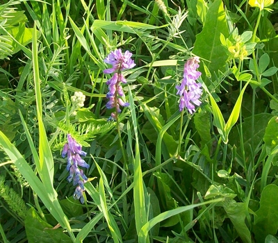 fiori rosa-viola - Vicia sp.